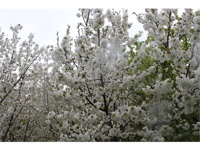 بهار دانشکده